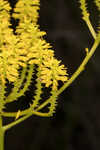 Tall pinebarren milkwort